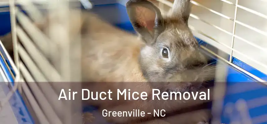Air Duct Mice Removal Greenville - NC